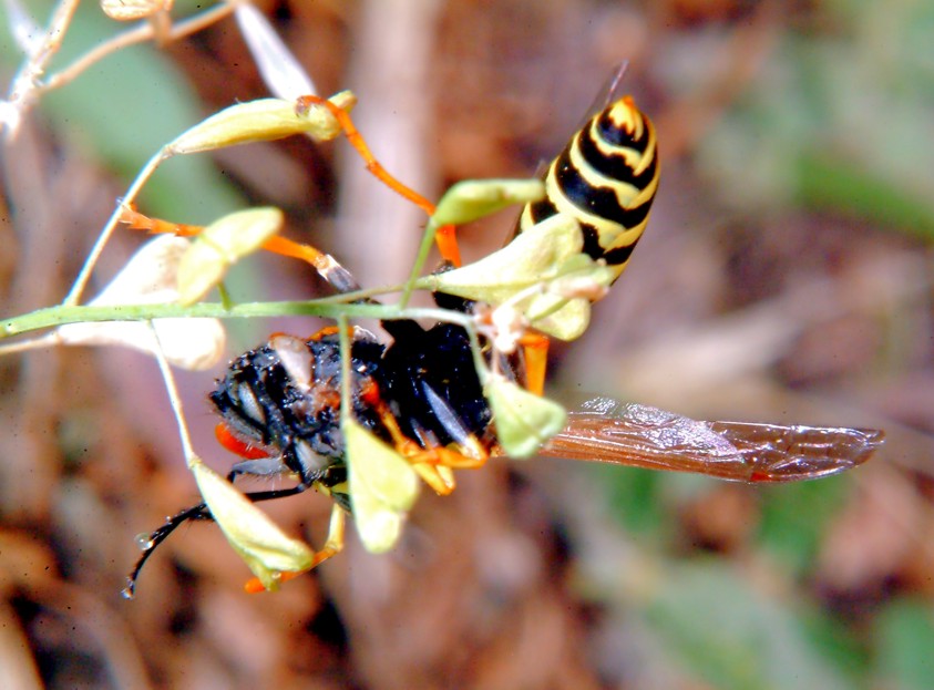 Polistes gallicus